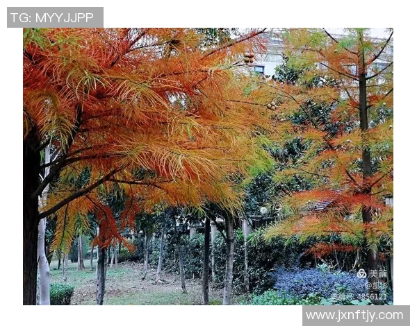 楚阿梅尼的足球之路:从青年才俊到国际舞台的闪耀明星 楚阿梅尼的足球之路:从青年才俊到国际舞台的闪耀明星