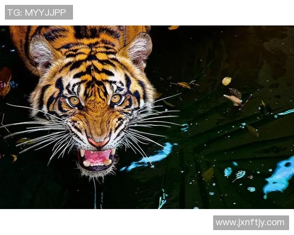 山狮与美洲豹的力量较量谁才是丛林之王的真正代表 山狮与美洲豹的力量较量谁才是丛林之王的真正代表